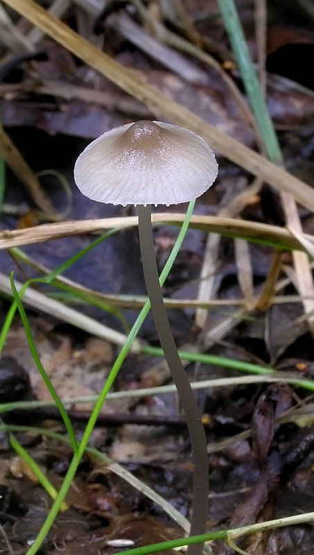 Mycena vitilis